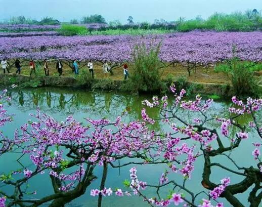 清明節(jié)成都踏青賞花好去處——壹品歐迪辦公家具推薦